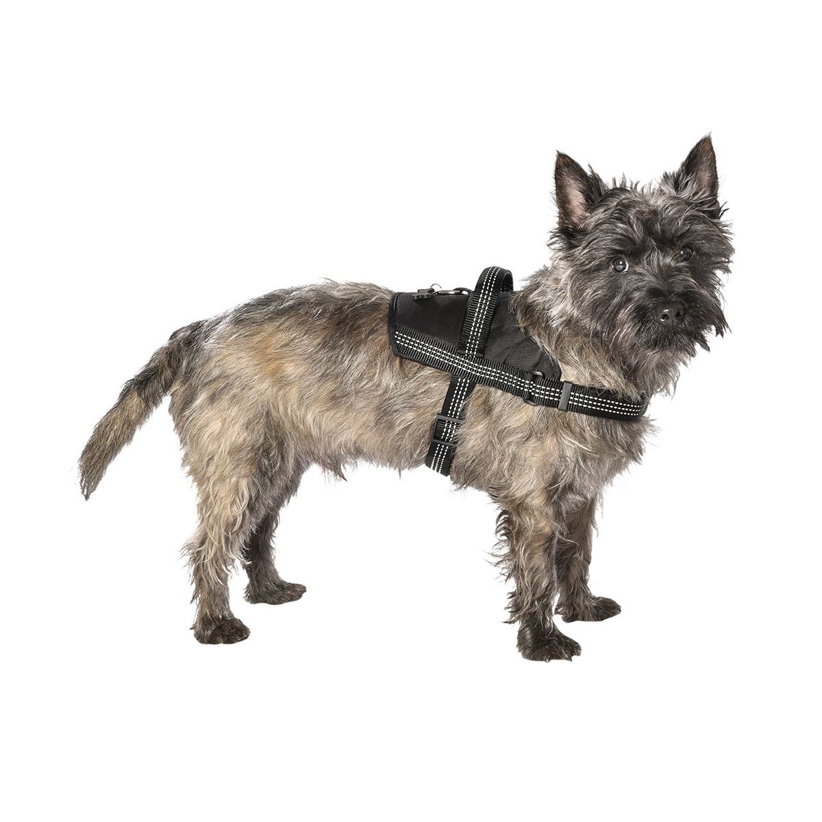 PACK CHATON SAFE - Nylon - Bobby - Accessoires pour chien et chat